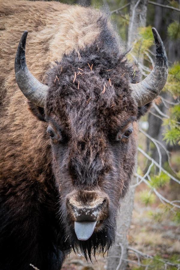 The Bison At Buffalo Jump Διαμέρισμα West Yellowstone Εξωτερικό φωτογραφία